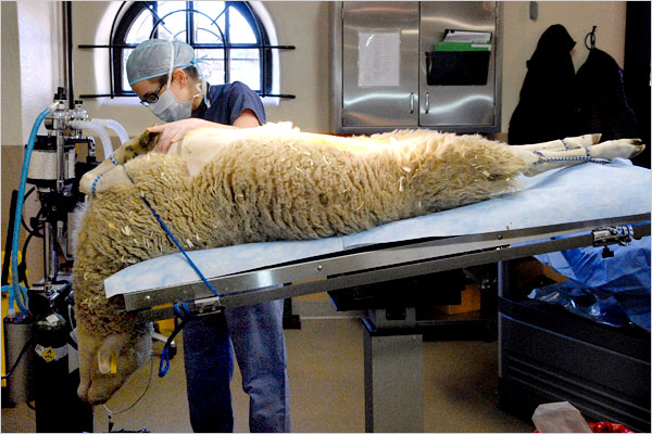 surgery on a sheep