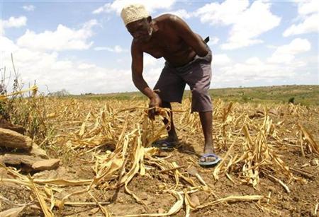 african corn farmer